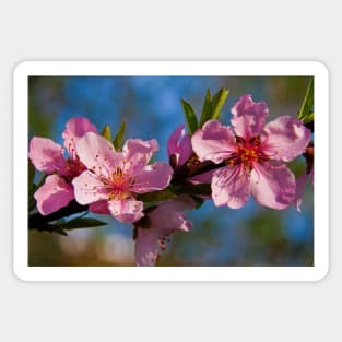 Peach Blossom. Sticker